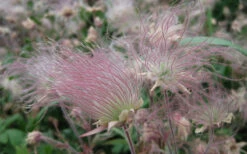 Prairie Smoke Geum (Avens) - 1 Gallon Pot 18 Prairie Smoke Geum (Avens) - 1 Gallon Pot -Wilson Bros Gardens geum triflorum prairie smoke 4