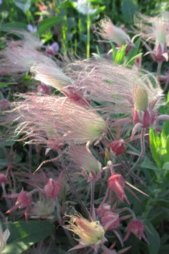 Prairie Smoke Geum (Avens) - 1 Gallon Pot 19 Prairie Smoke Geum (Avens) - 1 Gallon Pot -Wilson Bros Gardens geum triflorum prairie smoke 5