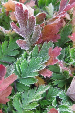 Prairie Smoke Geum (Avens) - 1 Gallon Pot 20 Prairie Smoke Geum (Avens) - 1 Gallon Pot -Wilson Bros Gardens geum triflorum prairie smoke 6