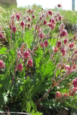 Prairie Smoke Geum (Avens) - 1 Gallon Pot 21 Prairie Smoke Geum (Avens) - 1 Gallon Pot -Wilson Bros Gardens geum triflorum prairie smoke 9