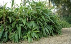Giant Leaf Bamboo - Indocalamus Tessellatus - 3 Gallon Pot 13 Giant Leaf Bamboo - Indocalamus Tessellatus - 3 Gallon Pot -Wilson Bros Gardens giant leaf bamboo