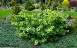 Mariken Dwarf Ginkgo Tree - 5 Gallon Pot 11 Mariken Dwarf Ginkgo Tree - 5 Gallon Pot -Wilson Bros Gardens ginkgo biloba mariken dwarf 5