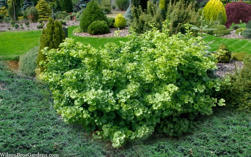 Mariken Dwarf Ginkgo Tree - 5 Gallon Pot 6 Mariken Dwarf Ginkgo Tree - 5 Gallon Pot - Image 6