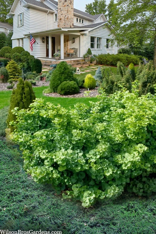 Mariken Dwarf Ginkgo Tree - 5 Gallon Pot 4 Mariken Dwarf Ginkgo Tree - 5 Gallon Pot - Image 4