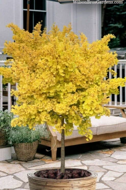 Mariken Dwarf Ginkgo (Single Trunk Tree Form) - 2 Gallon Pot