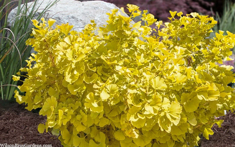 Troll Dwarf Ginkgo Tree - 2 Gallon Pot(18-24" HT) 5 Troll Dwarf Ginkgo Tree - 2 Gallon Pot(18-24" HT) - Image 5