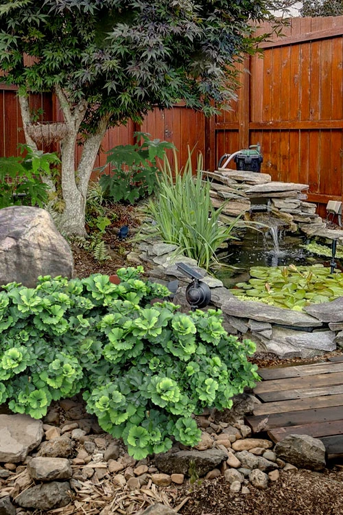 Troll Dwarf Ginkgo Tree - 2 Gallon Pot(18-24" HT) 1 Troll Dwarf Ginkgo Tree - 2 Gallon Pot(18-24" HT)