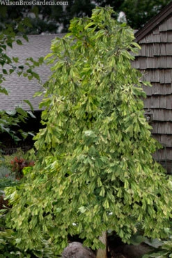 California Sunset Ginkgo Tree - 3 Gallon Pot (2-3') 10 California Sunset Ginkgo Tree - 3 Gallon Pot (2-3') -Wilson Bros Gardens ginkgo california sunset 10