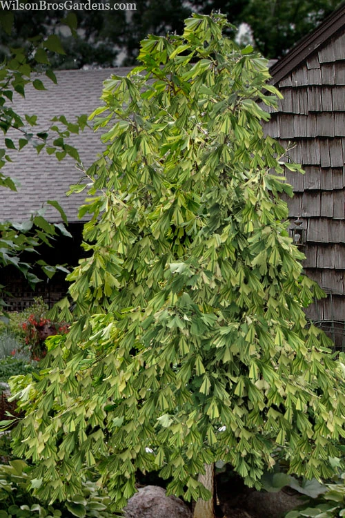 California Sunset Ginkgo Tree - 3 Gallon Pot (2-3') 5 California Sunset Ginkgo Tree - 3 Gallon Pot (2-3') - Image 5