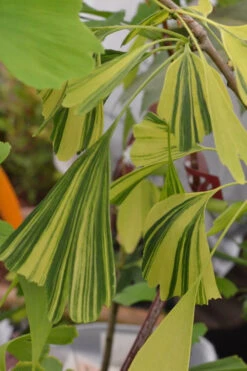 California Sunset Ginkgo Tree - 3 Gallon Pot (2-3') 9 California Sunset Ginkgo Tree - 3 Gallon Pot (2-3') -Wilson Bros Gardens ginkgo california sunset 4