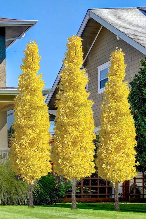 Sky Tower Ginkgo Maidenhair Tree (Male) - 7 Gallon Pot (6-7') 1 Sky Tower Ginkgo Maidenhair Tree (Male) - 7 Gallon Pot (6-7')