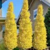 Sky Tower Ginkgo Maidenhair Tree (Male) - 7 Gallon Pot