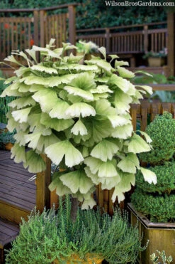 Snow Cloud Ginkgo Tree - 3 Gallon Pot -Wilson Bros Gardens ginkgo snow cloud 2