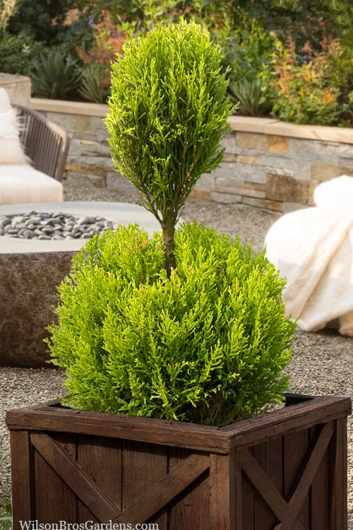 Goldcrest Monterey Lemon Cypress - 2-Ball Poodle Tier Topiary - 2 Gallon Pot 1 Goldcrest Monterey Lemon Cypress - 2-Ball Poodle Tier Topiary - 2 Gallon Pot