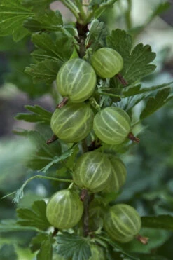 Pixwell Gooseberry (Currant) - 1 Gallon Pot 11 Pixwell Gooseberry (Currant) - 1 Gallon Pot -Wilson Bros Gardens gooseberry pixwell 12