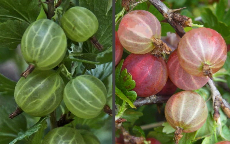 Pixwell Gooseberry (Currant) - 1 Gallon Pot 4 Pixwell Gooseberry (Currant) - 1 Gallon Pot - Image 4