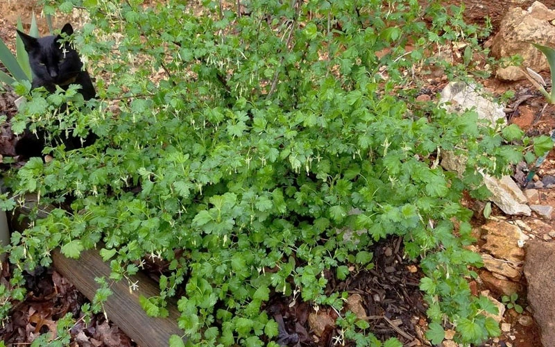 Pixwell Gooseberry (Currant) - 1 Gallon Pot 5 Pixwell Gooseberry (Currant) - 1 Gallon Pot - Image 5