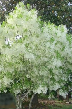 Grancy Graybeard - White Fringe Tree - 3 Gallon Pot 17 Grancy Graybeard - White Fringe Tree - 3 Gallon Pot -Wilson Bros Gardens grancy graybeard tree flowers 22 500x750 1