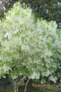 Grancy Graybeard - White Fringe Tree - 3 Gallon Pot -Wilson Bros Gardens grancy graybeard tree flowers 22 500x750 3