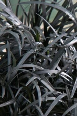 Black Beard Black Mondo Grass - Ophiopogon Planiscapus - 1 Gallon Pot -Wilson Bros Gardens grass black beard mondo 500x750 1