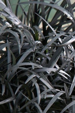 Black Beard Black Mondo Grass - Ophiopogon Planiscapus - 1 Gallon Pot 9 Black Beard Black Mondo Grass - Ophiopogon Planiscapus - 1 Gallon Pot -Wilson Bros Gardens grass black beard mondo 500x750 2