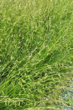 Cherokee Sedge (Carex Cherokeensis) - 1 Gallon Pot 13 Cherokee Sedge (Carex Cherokeensis) - 1 Gallon Pot -Wilson Bros Gardens grass cherokee sedge 500x750 1