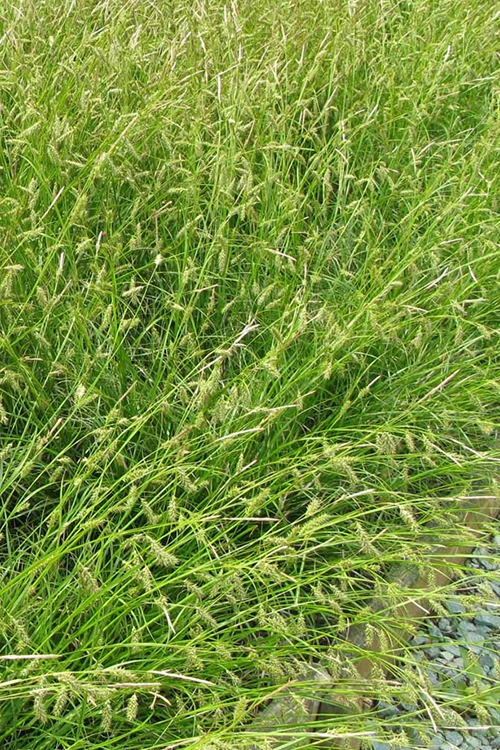 Cherokee Sedge (Carex Cherokeensis) - 1 Gallon Pot 7 Cherokee Sedge (Carex Cherokeensis) - 1 Gallon Pot - Image 7