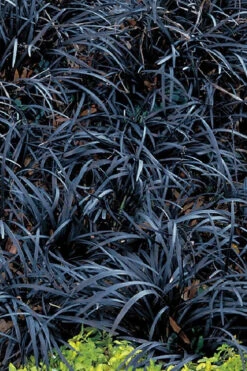 Dwarf Black Mondo Grass - 5 Pack Of Quart Pots -Wilson Bros Gardens grass dwarf black mondo 3 500x750 1