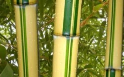 Gold Vivax Giant Timber Bamboo (Green Stripe Bamboo) - Phyllostachys Vivax 'Aureocaulis' - 3 Gallon Pot (4-6') -Wilson Bros Gardens green stripe vivax bamboo 1