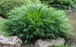 Hakone Japanese Forest Grass (Hakonechloa Macra)- 1 Gallon Pot -Wilson Bros Gardens hakonechloa macra hakone japanese forest grass 4