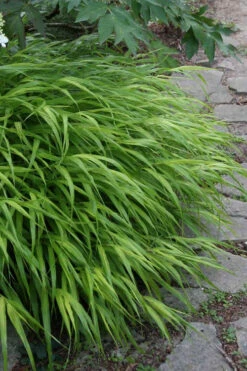 Hakone Japanese Forest Grass (Hakonechloa Macra)- 1 Gallon Pot -Wilson Bros Gardens hakonechloa macra hakone japanese forest grass 5
