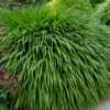 Hakone Japanese Forest Grass (Hakonechloa Macra)- 1 Gallon Pot