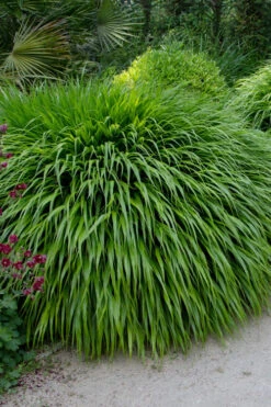 Hakone Japanese Forest Grass (Hakonechloa Macra)- 1 Gallon Pot