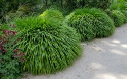 Hakone Japanese Forest Grass (Hakonechloa Macra)- 1 Gallon Pot -Wilson Bros Gardens hakonechloa macra hakone japanese forest grass 8
