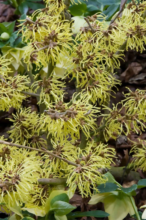 Pallida Golden Witch Hazel - 7 Gallon Pot (3-4') 1 Pallida Golden Witch Hazel - 7 Gallon Pot (3-4')