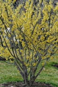 Pallida Golden Witch Hazel - 7 Gallon Pot (3-4') 8 Pallida Golden Witch Hazel - 7 Gallon Pot (3-4') -Wilson Bros Gardens hamamelis iintermedia pallida witch hazel 11