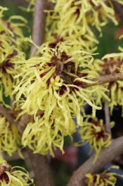 Pallida Golden Witch Hazel - 7 Gallon Pot (3-4') 9 Pallida Golden Witch Hazel - 7 Gallon Pot (3-4') -Wilson Bros Gardens hamamelis iintermedia pallida witch hazel 8