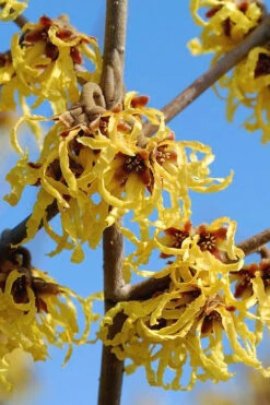 Arnold Promise Witch Hazel - 7 Gallon Pot (4-5') -Wilson Bros Gardens hamamelis intermedia arnolds promise witch hazel 1 1