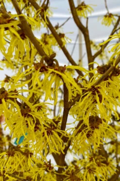Arnold Promise Witch Hazel - 7 Gallon Pot (4-5') -Wilson Bros Gardens hamamelis intermedia arnolds promise witch hazel 2 1