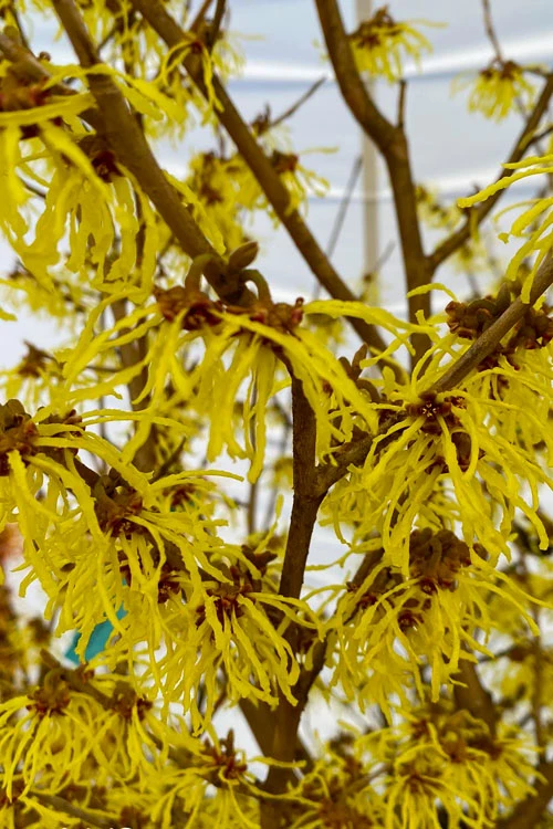 Arnold Promise Witch Hazel - Single Trunk Tree Form - 7 Gallon Pot 4 Arnold Promise Witch Hazel - Single Trunk Tree Form - 7 Gallon Pot - Image 4