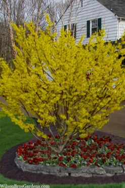 Arnold Promise Witch Hazel - 7 Gallon Pot (4-5') -Wilson Bros Gardens hamamelis intermedia arnolds promise witch hazel 4