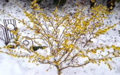 Arnold Promise Witch Hazel - 7 Gallon Pot (4-5') -Wilson Bros Gardens hamamelis intermedia arnolds promise witch hazel 5