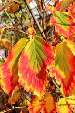 Arnold Promise Witch Hazel - 7 Gallon Pot (4-5') -Wilson Bros Gardens hamamelis intermedia arnolds promise witch hazel 7 1