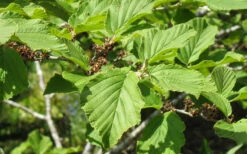 Arnold Promise Witch Hazel - 7 Gallon Pot (4-5') -Wilson Bros Gardens hamamelis intermedia arnolds promise witch hazel 8