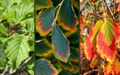 Arnold Promise Witch Hazel - Single Trunk Tree Form - 7 Gallon Pot 12 Arnold Promise Witch Hazel - Single Trunk Tree Form - 7 Gallon Pot -Wilson Bros Gardens hamamelis intermedia arnolds promise witch hazel 9