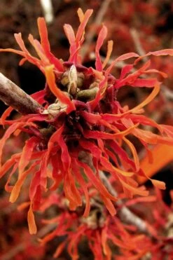 Diane Red Witch Hazel (Hamamelis X Intermedia) - 5 Gallon Pot -Wilson Bros Gardens hamamelis intermedia diane witch hazel 2 1