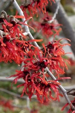 Diane Red Witch Hazel (Hamamelis X Intermedia) - 5 Gallon Pot -Wilson Bros Gardens hamamelis intermedia diane witch hazel 6 1