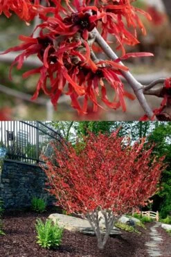 Diane Red Witch Hazel (Hamamelis X Intermedia) - 7 Gallon Pot -Wilson Bros Gardens hamamelis intermedia diane witch hazel 8