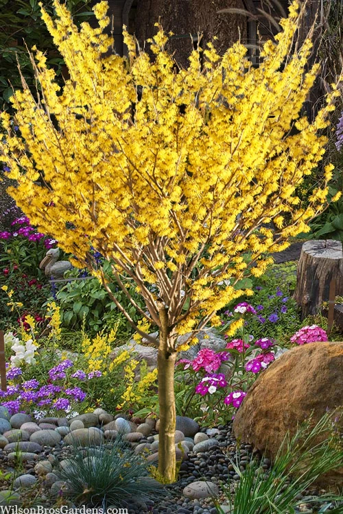 Arnold Promise Witch Hazel - Single Trunk Tree Form - 7 Gallon Pot 1 Arnold Promise Witch Hazel - Single Trunk Tree Form - 7 Gallon Pot