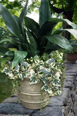 Variegated Algerian Ivy(Hedera Algeriensis 'Gloire De Marengo') - 6 Pack Of Pint Pots